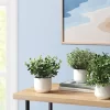 Herb Artificial Plant In White Pot - Room Essentials™