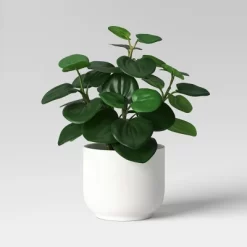 Core Plant Multipack In White Pot - Room Essentials™ -Target GUEST ce3585df ff54 4e02 b2cd 15d0ecaf7cf5