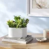 Succulent Arrangement In Long White Pot - Room Essentials™